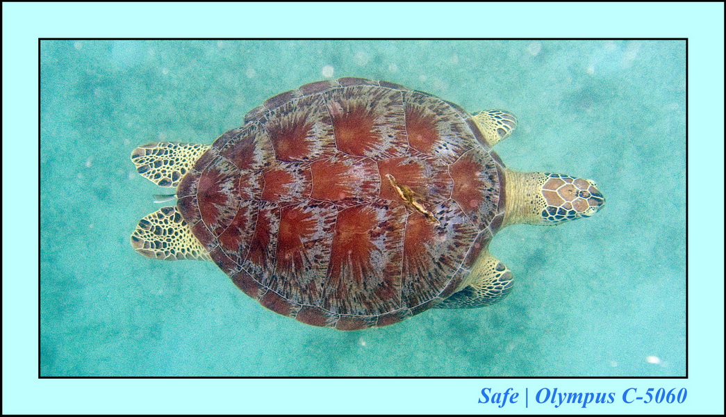 2006 - 07 - Perhentian - Plongee 27